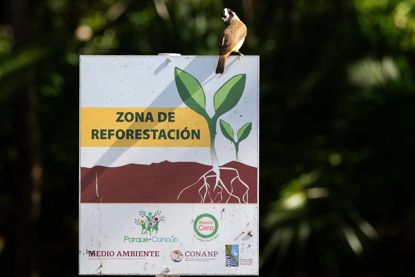 A small bird perched on top of a sign reading ‘Zona de reforestación’